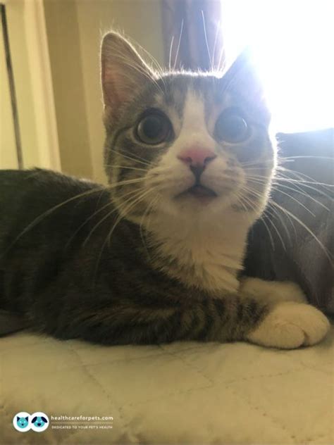 This swelling may be due to allergies to ingredients in food like grains, sensitivity to fleas, or. My cat has a swollen lower lip. What is the cause and is ...