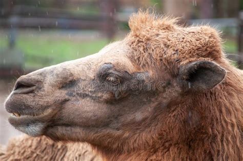 569 骆驼张图片-，来自Dreamstime的免费和免版税图片