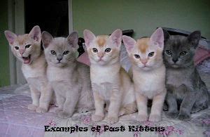 The burmese is a cat of medium size with substantial bone structure, good muscular development, and a surprising weight for their size. Chamsey Kittens | European Burmese Breeder | Breeder ...