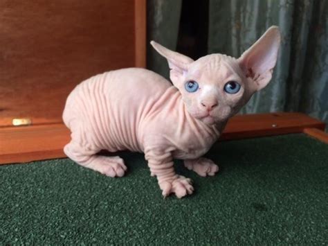 Will have 1st set of shots and fl vet health check. WORLDS BEST Sphynx and Bambino Kittens ! for Sale in ...