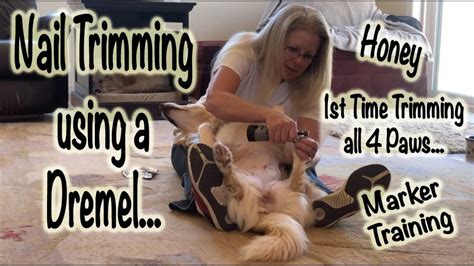 Dogs need regular nail cutting as untrimmed nails can injure the dog, the owner, and other pets during play. Nail Trimming using a Dremel - Dog Training - YouTube