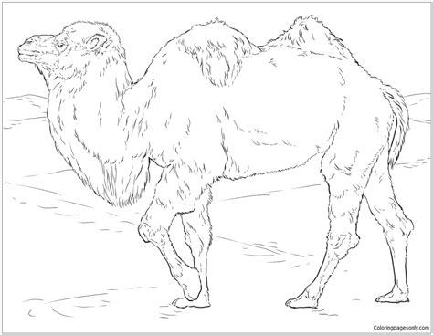 Dromedaries have only one hump, but they employ it to great effect. Realistic Dromedary Camel coloring page - Free Coloring ...