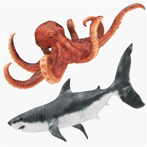 Linnaeus classification of the giant squid and giant octopus. Shark And Octopus