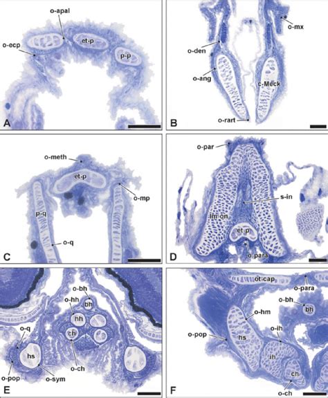 (b) in this micrograph of the osteon, you can clearly see the concentric lamellae and central canals. Histological cross-sections of the juvenile cranium of ...