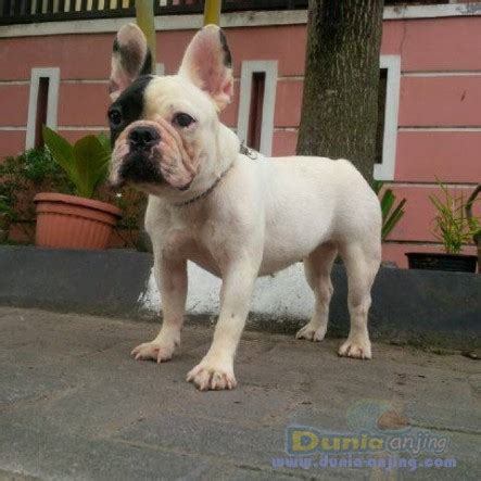 Dunia Anjing | Jual Anjing French Bulldog - Jual French ...