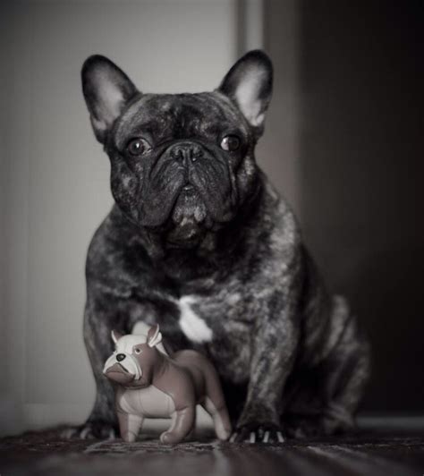 R/frenchbulldogs is a subreddit for all that is glorious about french bulldogs. Blue French Bulldog Illinois | French Bulldog