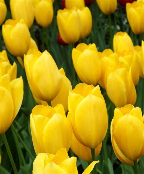 It's our policy to supply bulbs and tubers of a size to ensure good. Tulip Big Smile - Single Late Tulips - Tulips - Flower ...