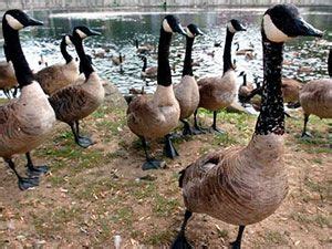 Desktop goose is a funny, cute goose that can. 3 Steps on How to Get Rid of Canadian Geese [*2021 UPDATED ...