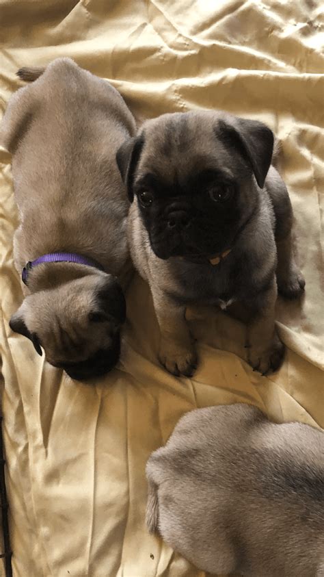 We've been getting a lot of messages lately about the availability of puppies, so we thought it would be best. Pug Puppies For Sale | Deltona, FL #318729 | Petzlover
