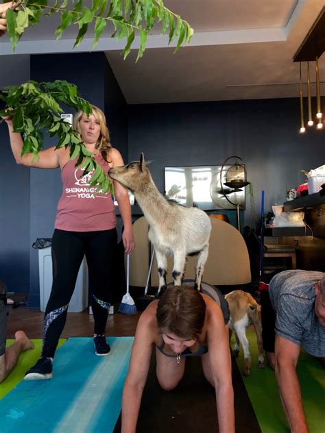 Why do we still practice it and how does the practice today differ from the original? Fun Things To Do: Goat Yoga | Nashville Guru
