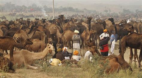 Camels have many adaptations that allow them to live successfully in desert conditions. Must be hump day! Hundreds of thousands gather in holy ...