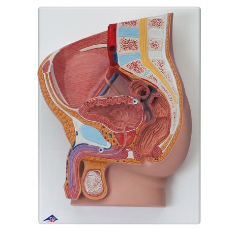 Male pelvis, male palvic floor, male perineum. Male Pelvis Model H11 | Bladder Anatomy | 3B Scientific
