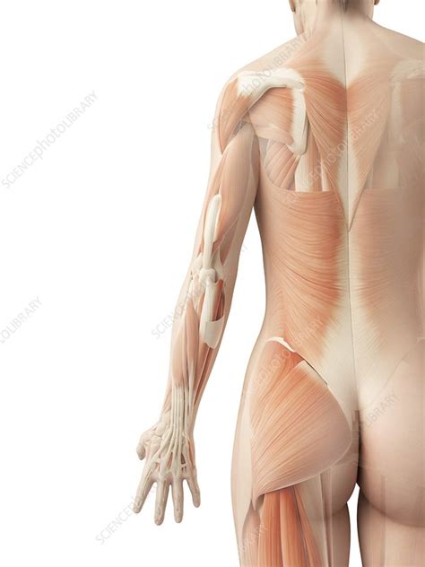 The human muscles, seen from the front. Human back muscles, illustration - Stock Image - F010/9169 - Science Photo Library