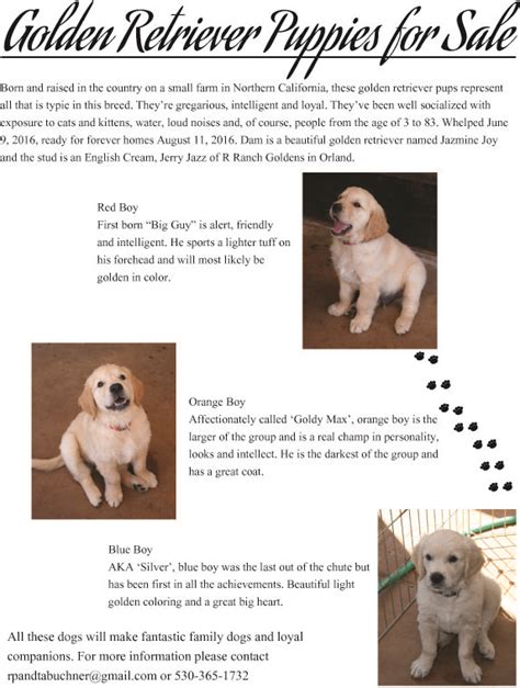 See what to expect when you choose this majestic breed. Golden Retriever Puppies for Sale. Excellent bloodlines ...