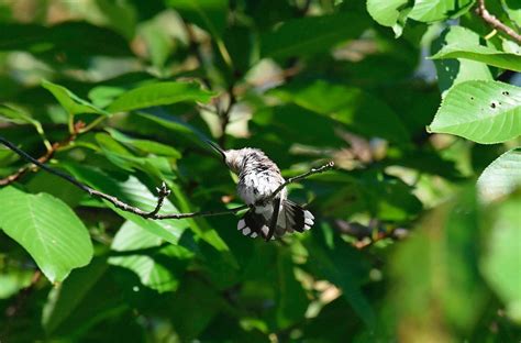 These hummers fly more than 3,000 miles from their nest. Where Do Hummingbirds Sleep at Night? - Birds and Blooms