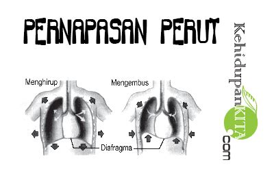 Terjadi kontraksi pada diafragma sehingga diafragma tertarik ke bawah menjadi datar. Mekanisme Pernapasan Dada dan Pernapasan Perut