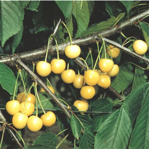 Maybe you would like to learn more about one of these? Cherry Vega Fruit Trees For Sale