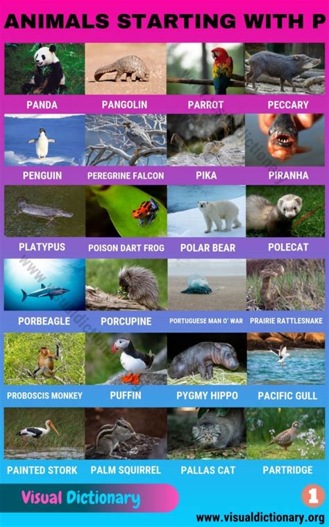 I bought this book mostly because i loved the concept of my son learning yoga moves, the alphabet and unusual animals. Animals that Start with P: List of 70+ Amazing Animals ...