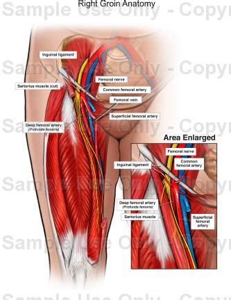 A red rash on the groin area in a male child is another telltale symptom of jock itch and it will probably have a definite edge or border. Female Anatomy Groin