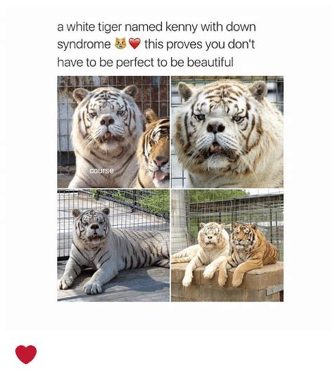 Chief among them may be kenny the tiger, a rare white cat rescued from an unethical breeder in 2002 by arkansas' turpentine creek wildlife reserve, where he lived until his death in 2008. A White Tiger Named Kenny With Down Syndrome This Proves You Don't Have to Be Perfect to Be ...