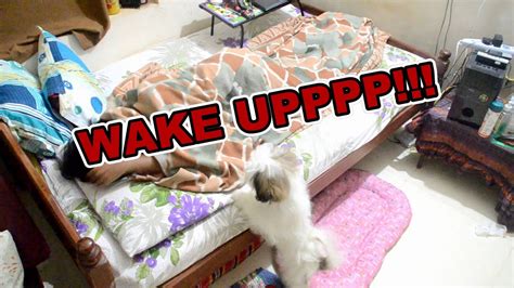 They come up all the time in both written and spoken english. Puppy alarm | Best alarm for a lazy person - YouTube
