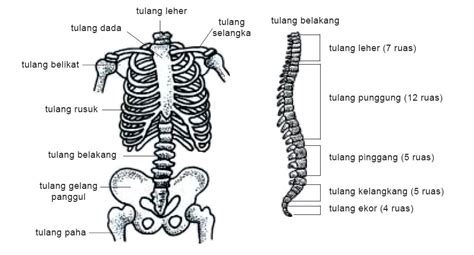 Pembayaran mudah, pengiriman cepat & bisa cicil 0%. RANGKA, TULANG, SENDI DAN KELAINAN PADA TULANG DAN SENDI ...