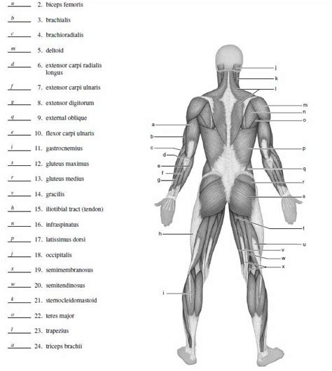 Anatomical diagram showing a front view of muscles in the human body. 25 best muscle_blank images on Pinterest | Anatomy ...