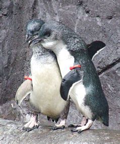 We did not find results for: white-flippered penguins are one of the endangered little ...