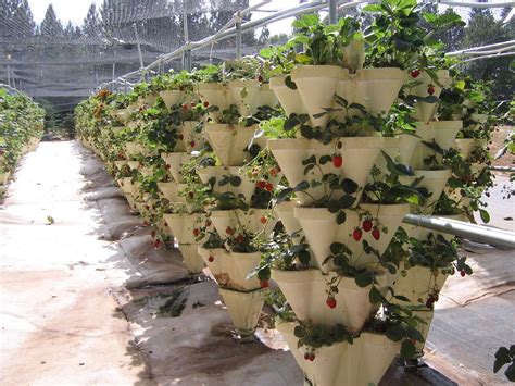 Hydroponic drip system 5 gallon. Hydroponic strawberry farm | Searching for the Placer ...