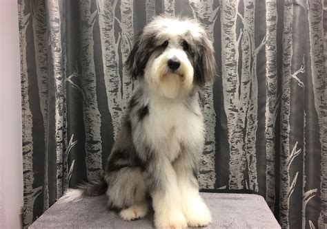 Aussie pet mobile is a quality pet grooming service that offers an exceptional full service grooming experience for your pets in a stress free environment in full comfort and safety right in your driveway. Aussie Doodle Archives - Wags To Riches Dog Grooming