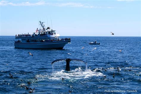 Your Ultimate Guide to the Best Whale Watching in Cape Cod | Whale watching, Whale watching 