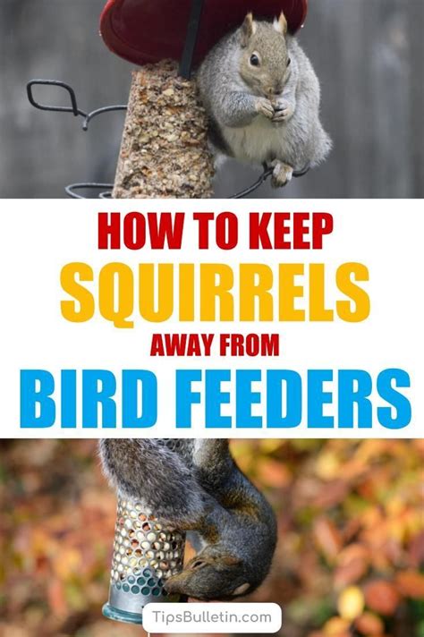 The best iguana repellent is made from an all natural, low impact blend of food grade actives. 12+ Crafty Ways to Keep Squirrels Away from Bird Feeders ...