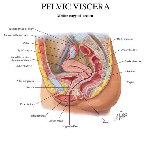 The function of the external female reproductive structures (the genitals) is twofold: Female Anatomy Image . Female Anatomy Image Female Anatomy ...