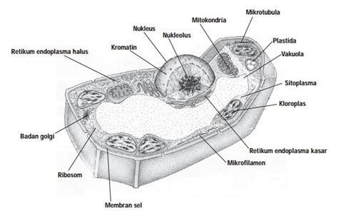 Maybe you would like to learn more about one of these? Bagian Sel Tumbuhan Yang Berfungsi Mengatur Seluruh ...