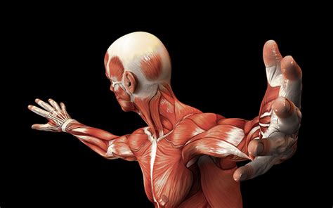 Shoulder stretches can help relieve muscle tension, pain, and tightness in the neck and shoulders. Download wallpapers muscle of human, anatomy, science, education concepts, shoulder muscles ...