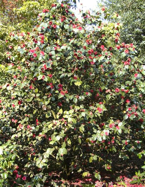 Assess your financial needs carefully before you rush into buying a new plan. Camellia japonica 'Great Eastern'