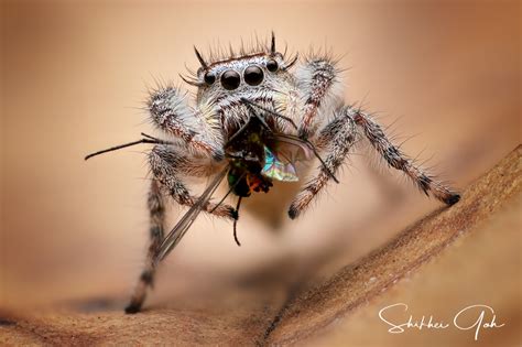 Jumping spiders have four pairs of eyes; Phidippus Asotus (Jumping Spider) | Spider Lover Pet Shop
