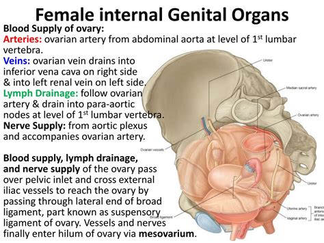 Literature review of female internal migration: PPT - Female Internal Genital Organs PowerPoint ...