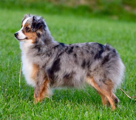 Mini australian shepherd puppies texas | Dogs, breeds and ...