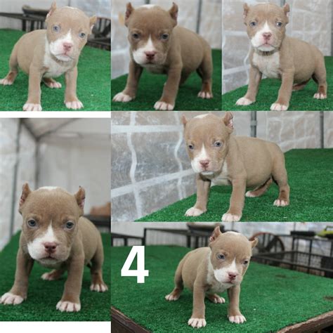Our puppies are available anywhere in the united states, canada, mexico, and most international destinations that allow the import of the american bully and. American Bully Puppies For Sale | Houston, TX #261927