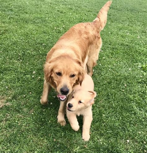 These beautiful and loyal dogs will be an amazing asset to any family. Golden Retriever Puppies For Sale | Phoenix, AZ #245158