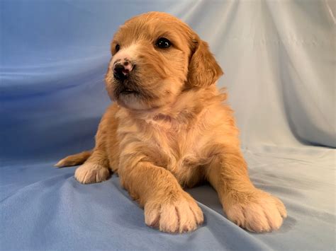 The breed standard of the poodle has very few serious health problems. Apricot with White Markings, Standard Bernedoodle, Iowa ...