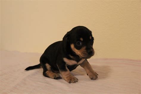 Four female, purebred, registered, long hair miniature dachshunds. Miniature Dachshund Puppies For Sale | Colorado Springs ...