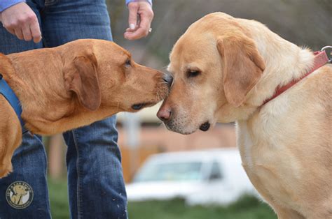 Our chocolate labrador retriever puppies for sale make one of the best companions for a family and home. Lab Puppies South Jersey - Puppy And Pets