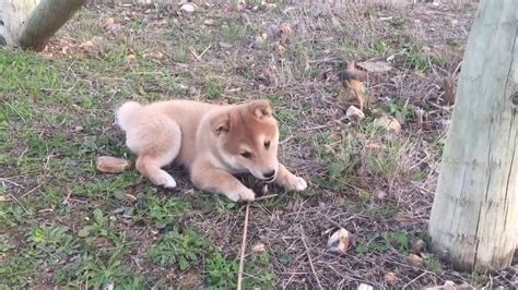 Minimum of 4 dogs earning titles. Shiba Inu 2 Months - YouTube