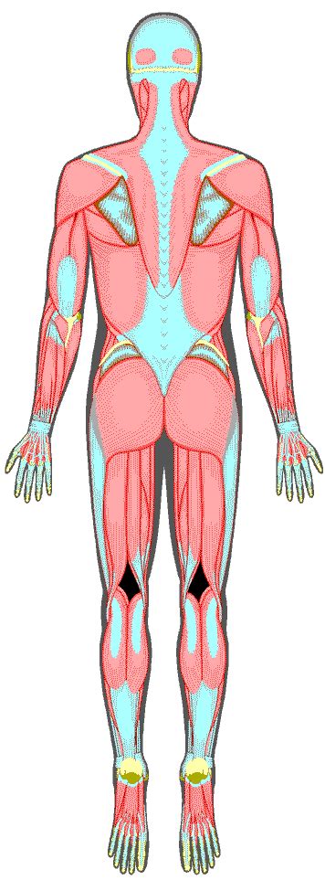 See more ideas about anatomy art, medical illustration, anatomy drawing. Human Muscular System (back side) | Ossos do corpo