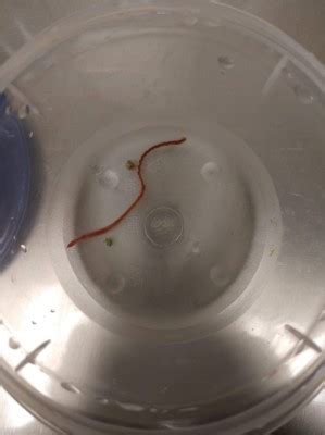 Check spelling or type a new query. Is Red Worm in Toilet Parasitic? - All About Worms