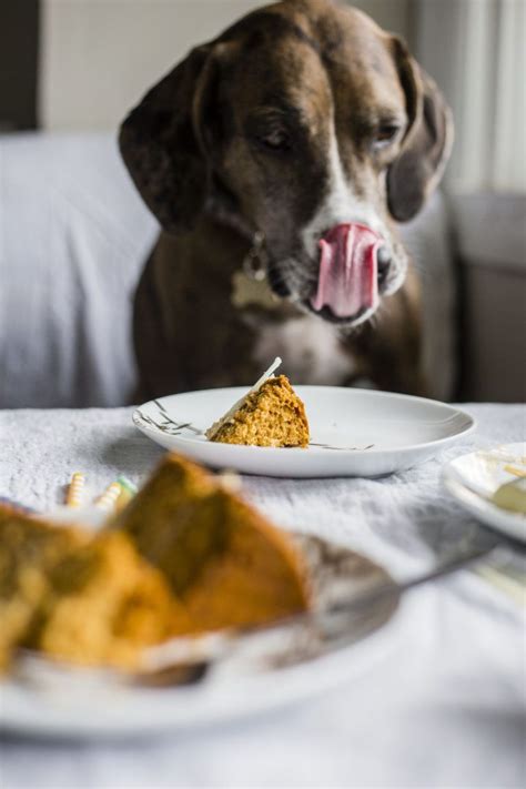 Once combined, mix in egg and mix until combined. You searched for Dog cake - The Almond Eater | Recipe ...