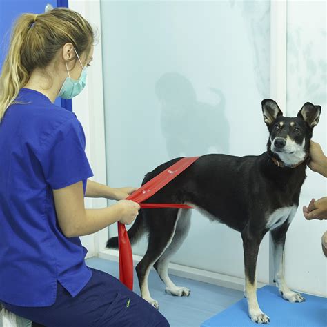 Pet Physiotherapy | Modern Veterinary Clinic