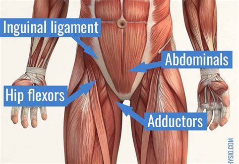 Posted on january 20, 2015 by admin. Female Groin Muscle Anatomy / Musculoskeletal Sources Of ...